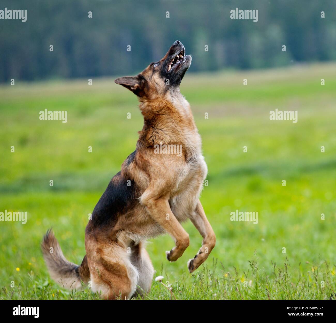 le chien joue Banque D'Images