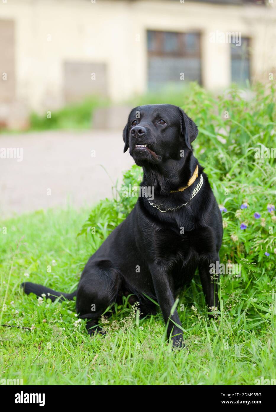 Labrador noir Banque D'Images