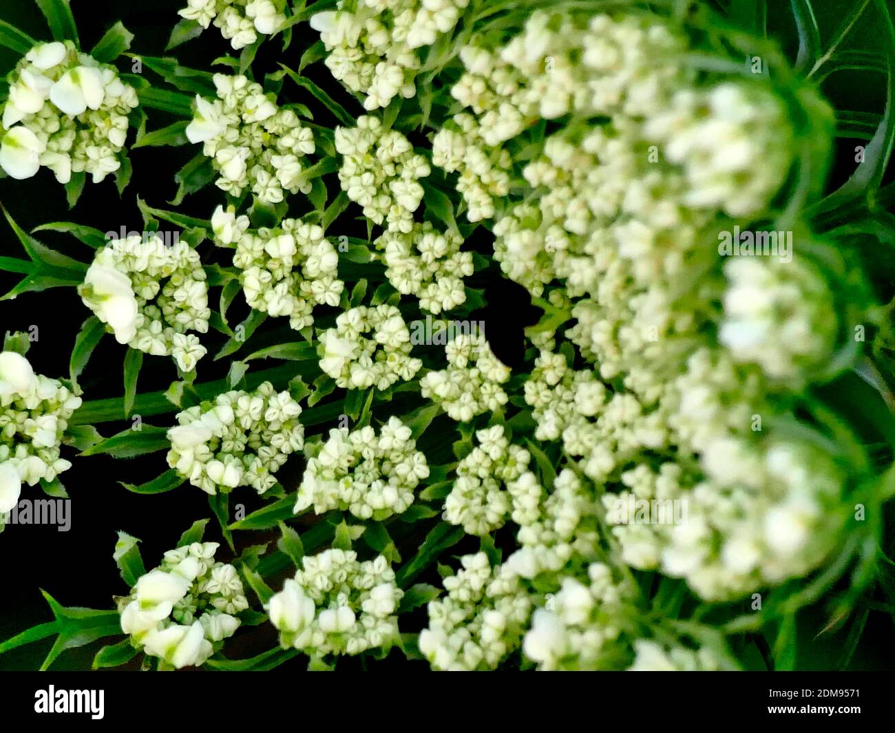Carotte sauvage, fleur avec poisson noir Banque D'Images