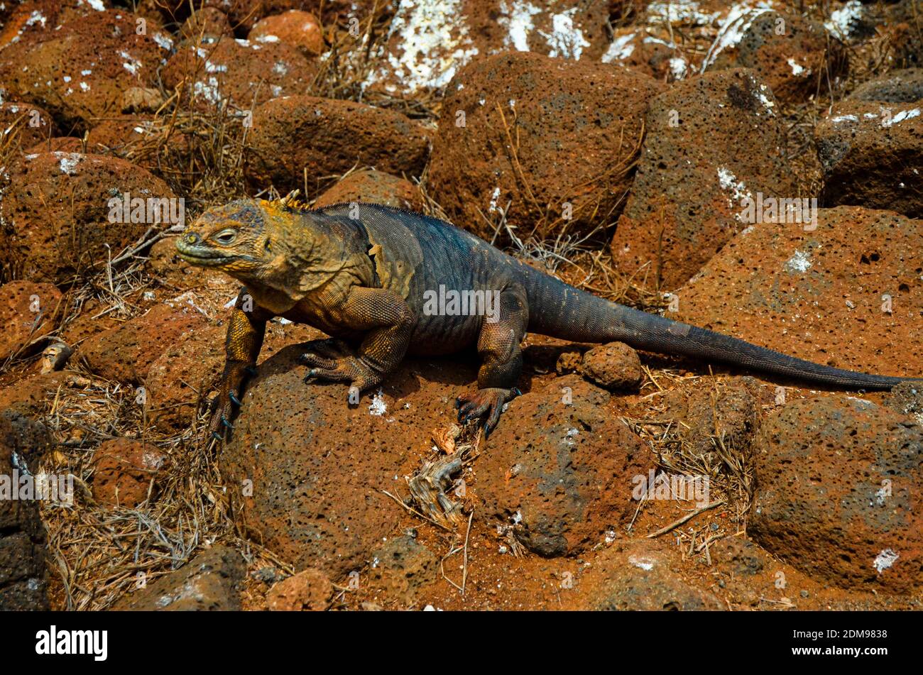 Terre d'Iguana se détendre sous un Cactus sur l'île de Galapagos Banque D'Images