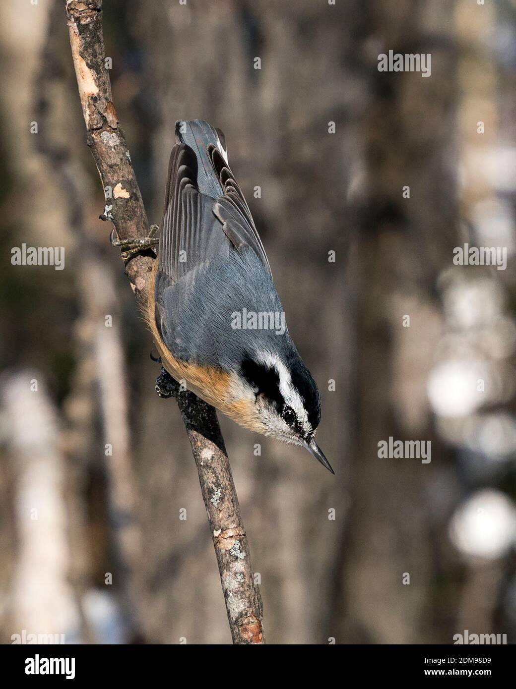 Nuthatch vue rapprochée perchée sur une branche d'arbre dans son environnement et son habitat avec un arrière-plan flou, montrant un plumage de plumes. Banque D'Images