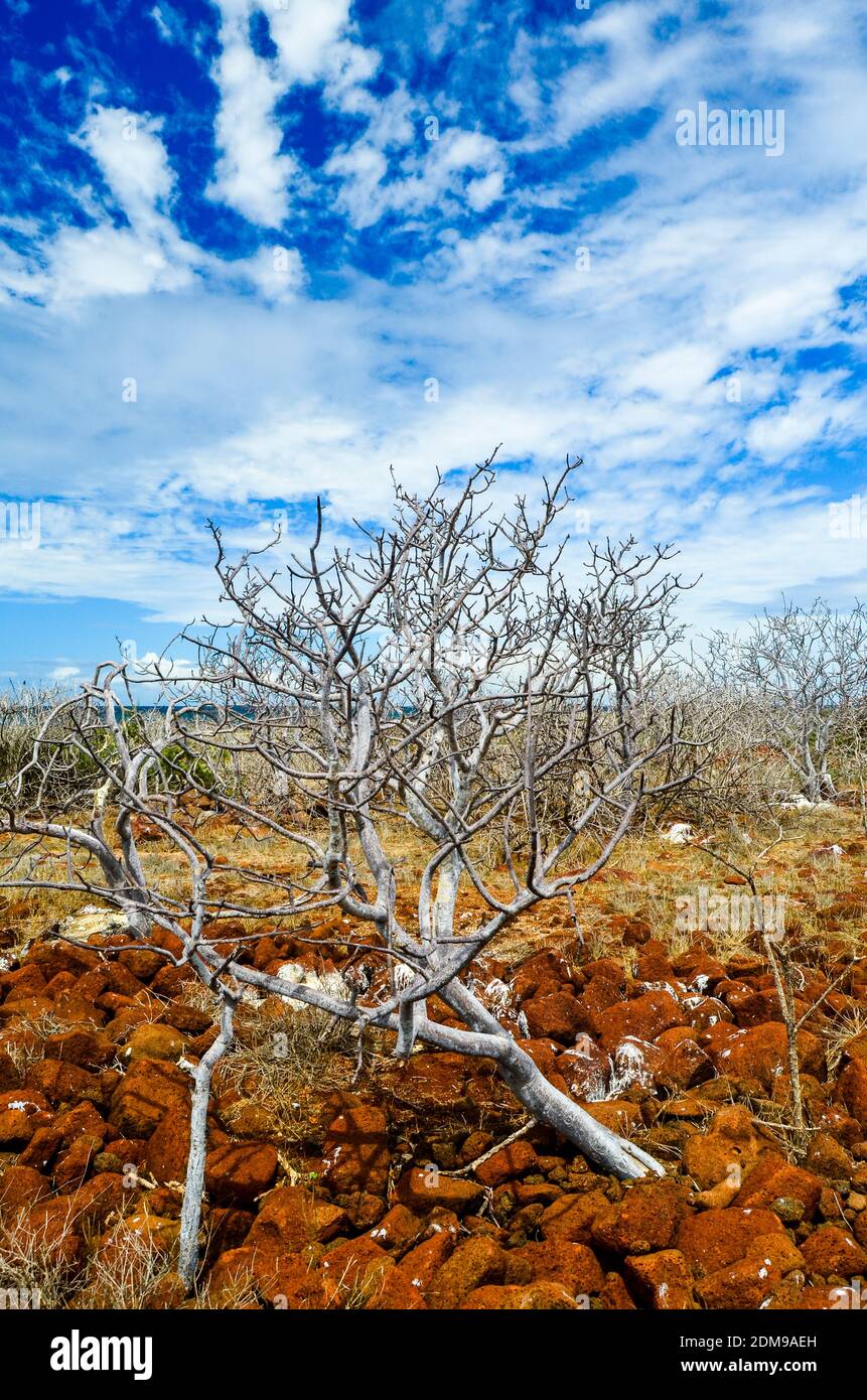 Vue sur l'île North Seymour avec accent sur le cactus et les arbres stériles. Banque D'Images
