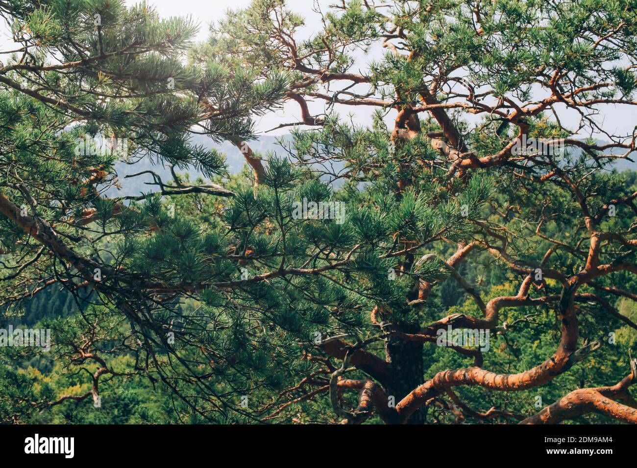La composition des branches de l'arbre à aiguilles de sapin est une texture de fond Banque D'Images