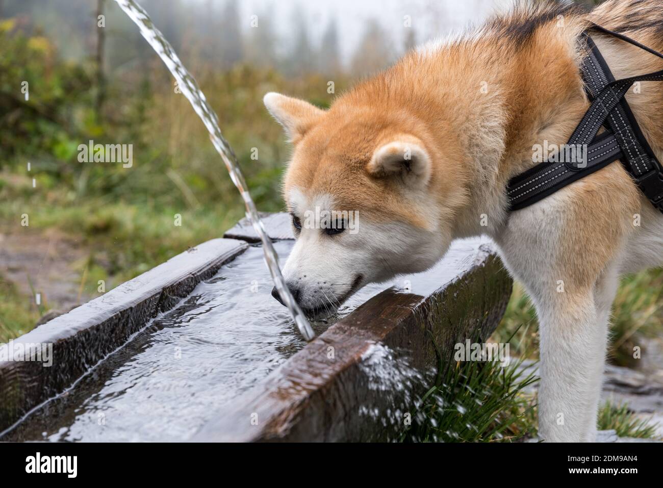 Husky boit de l'eau de source dans une cuvette en bois Banque D'Images
