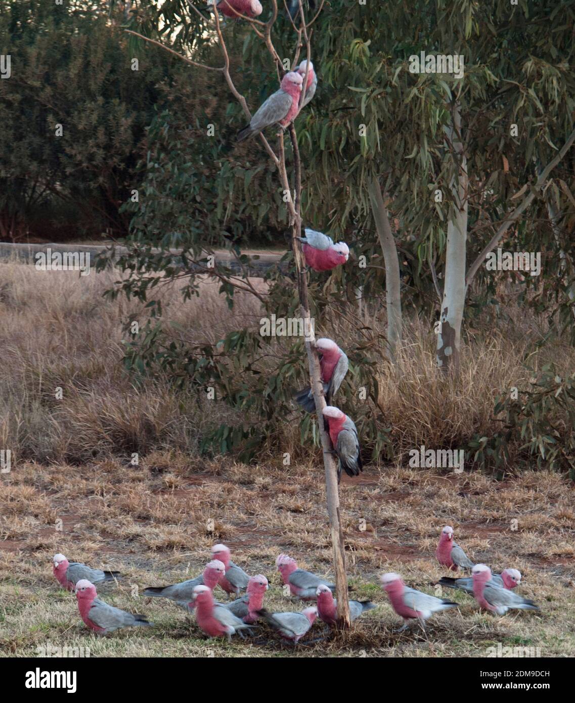 Galahs (Cacatua rosiecapilla) perchée sur un petit escribeur d'eucalyptus à Tilmouth Well Roadhouse sur la route Tanami, dans le territoire du Nord. Banque D'Images