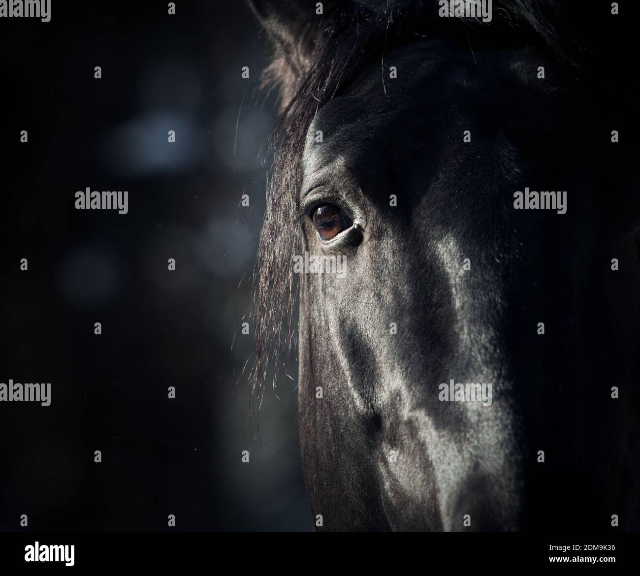 œil de cheval dans l'obscurité Banque D'Images