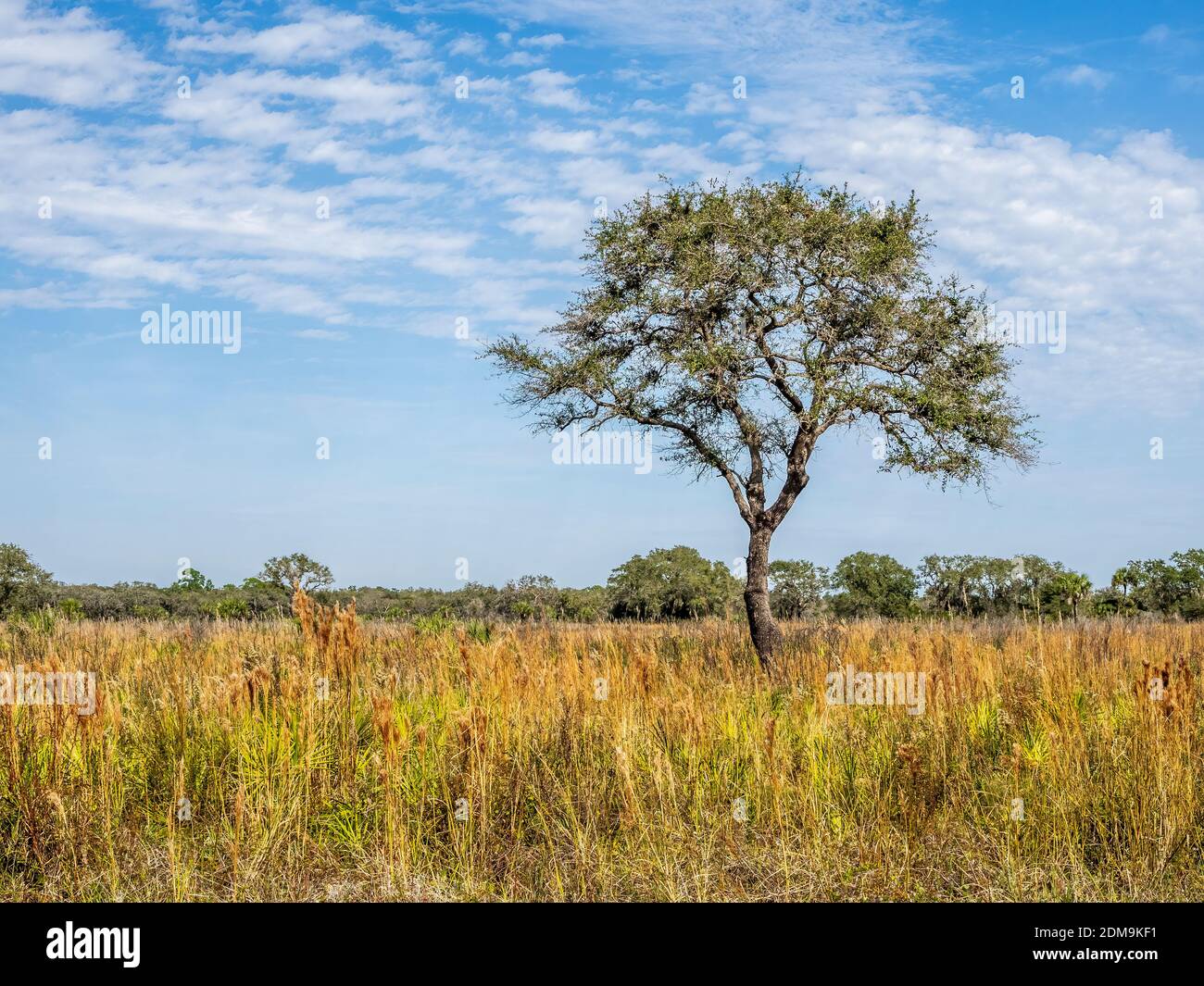 Un seul arbre dans la prairie de sawgrass sur un ciel bleu ensoleillé Journée dans le parc national de la rivière Myakka à Sarasota, Floride, États-Unis Banque D'Images