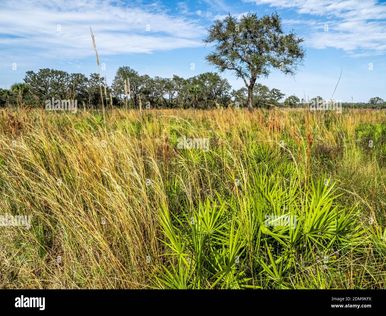 Un seul arbre dans la prairie de sawgrass sur un ciel bleu ensoleillé Journée dans le parc national de la rivière Myakka à Sarasota, Floride, États-Unis Banque D'Images