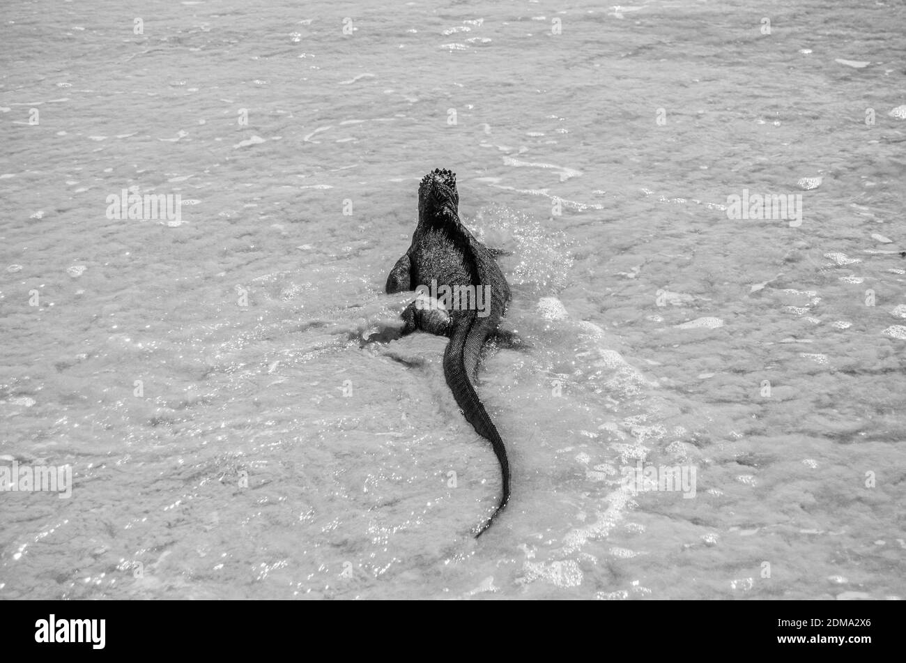 Iguana se frayant dans l'océan sur l'île de Galapagos, en noir et blanc Banque D'Images