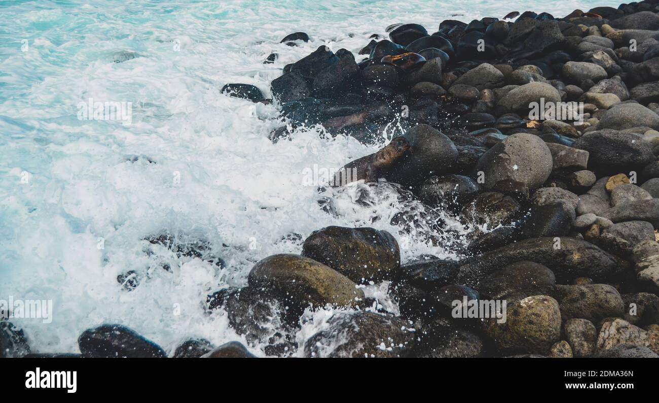 Le phoque est frappé par la vague océanique sur North Seymour Galapagos Île Banque D'Images