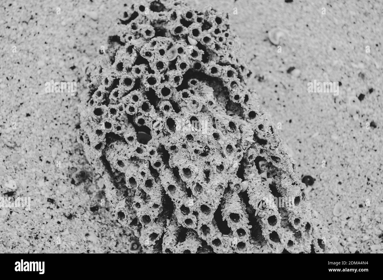 Photo en noir et blanc d'un morceau de corail lavé sur la plage de sable des îles de Galapoges. Banque D'Images