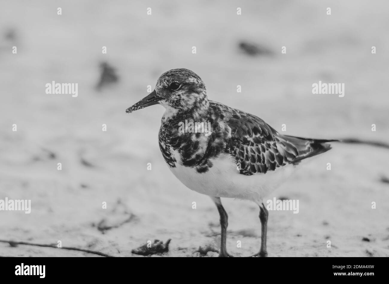 Photo d'un Sand Piper sur la plage de sable Banque D'Images