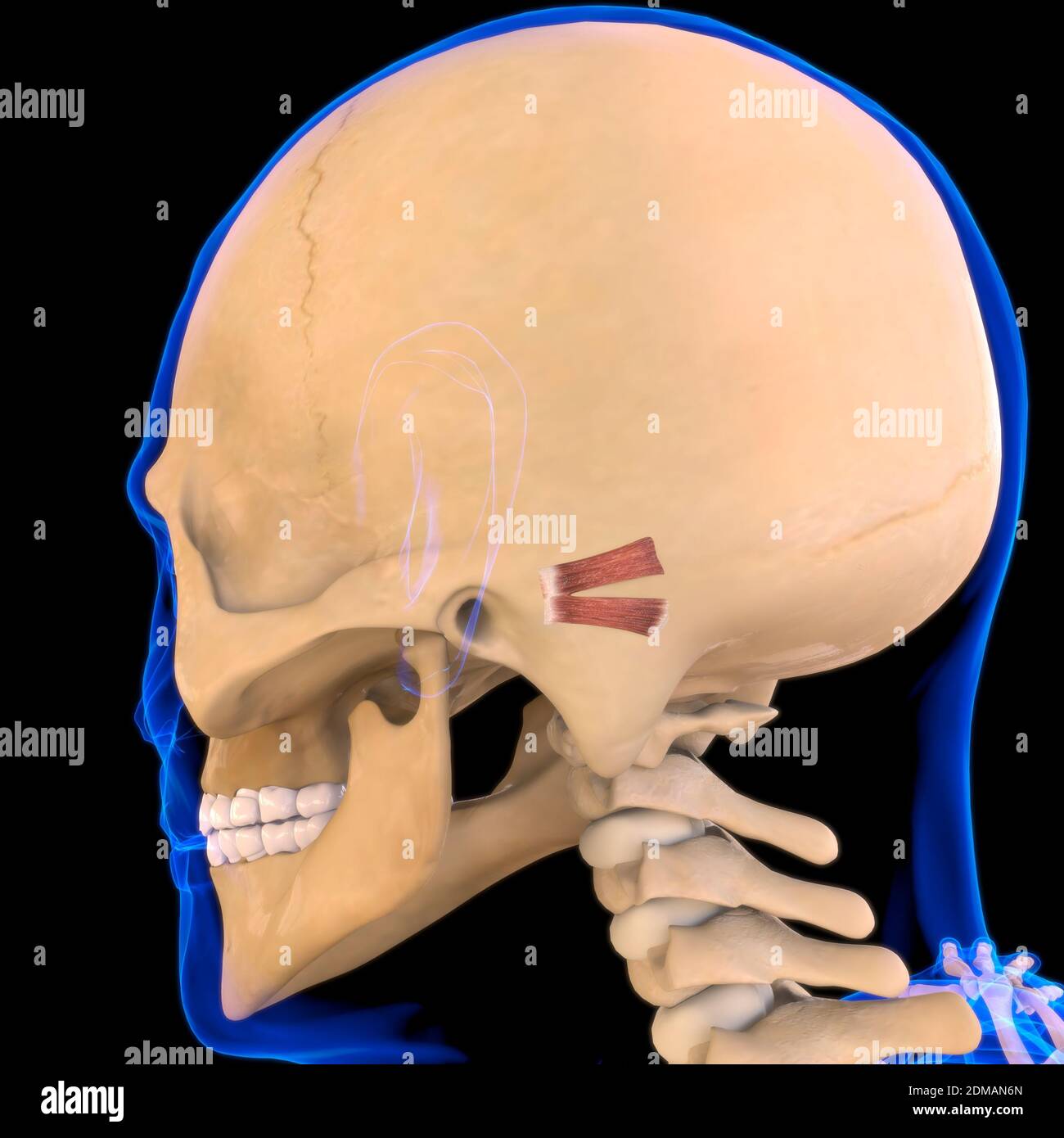 Anatomie du muscle auriculaire postérieur pour l'illustration 3D du