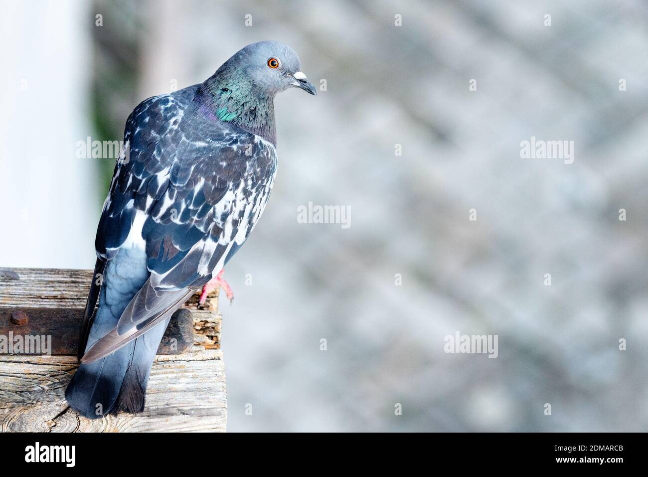 Pigeon assis sur une partie en bois du toit. Banque D'Images