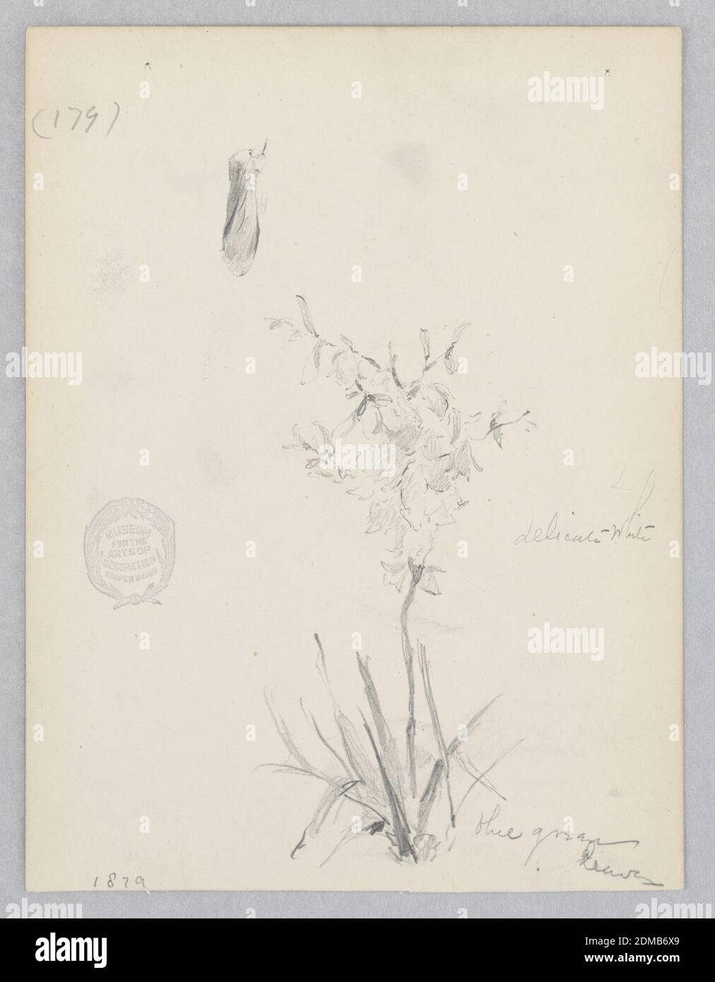 Plante à fleurs, Robert Frederick Blum, cuisine américaine, 1857–1903, Graphite sur papier vélin, esquisse d'une plante en fleur, États-Unis, 1879, études de la nature, dessin Banque D'Images