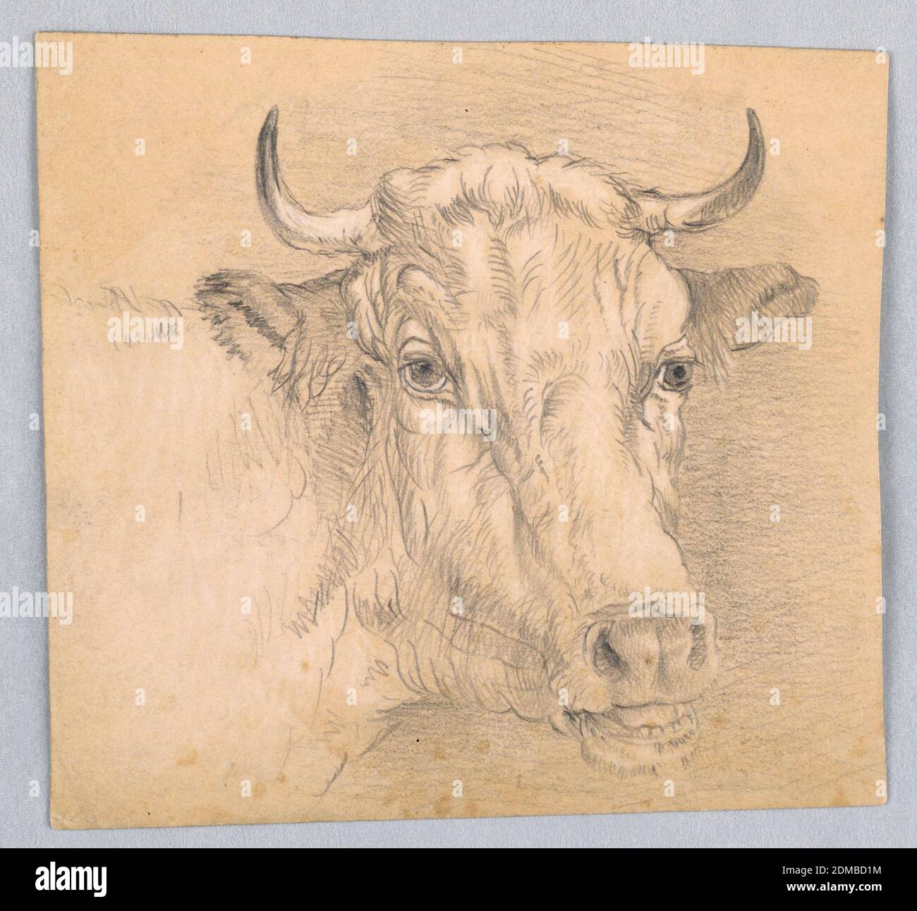 Chef d'une vache, Samuel Colman, américain, 1832–1920, Graphite, craie blanche sur papier, Etude de la tête d'une vache. Tête orientée vers la droite, vers l'avant. Craie blanche sur fond vert., États-Unis, 1860–70, animaux, dessin Banque D'Images
