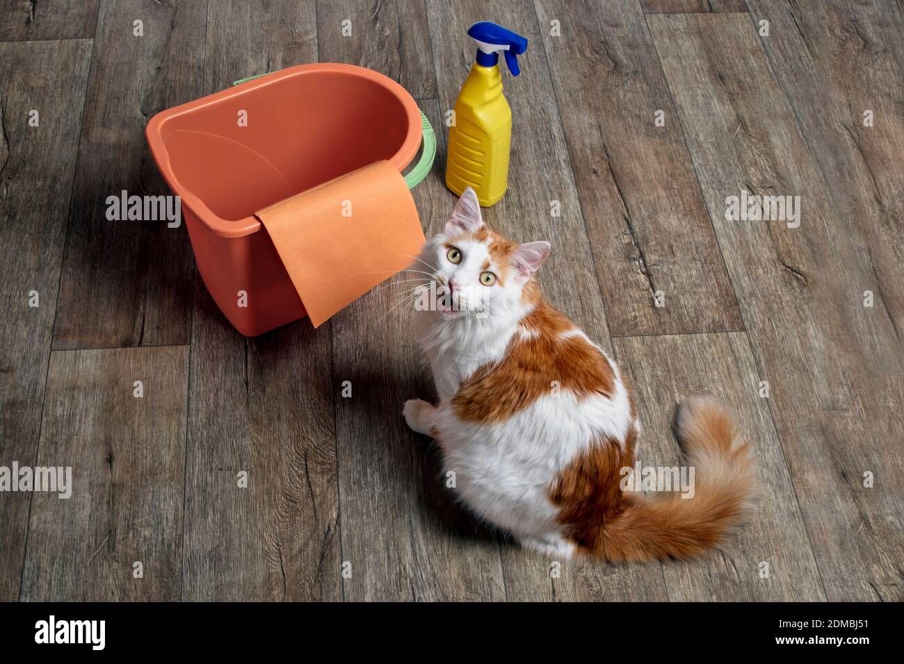 Cat Vomit Banque D Image Et Photos Alamy