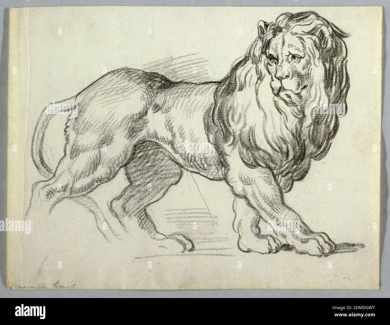 Etude d'un Lion, Charcoal sur papier, UN lion en mouvement marchant vers la droite. Pattes inachevées., Italie, ca. 1815, études de la nature, dessin Banque D'Images