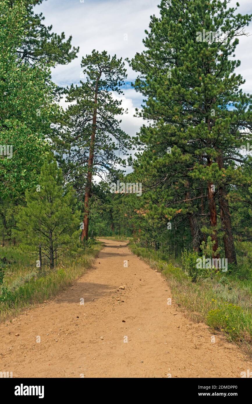 Sentier de randonnée dans les pins de montagne dans Rocky Mountain National Parc dans le Colorado Banque D'Images