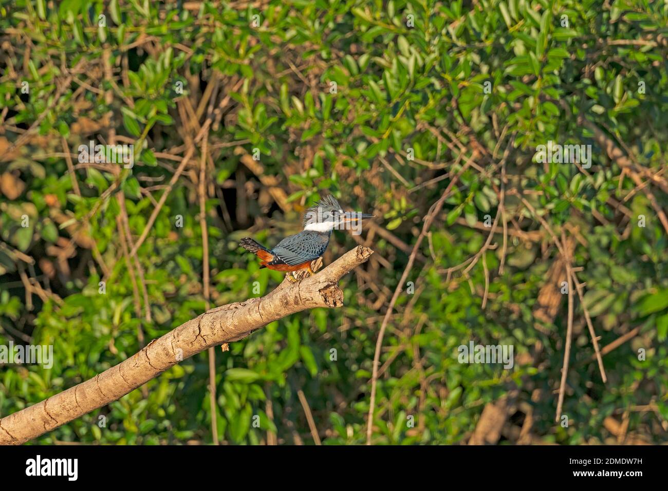 Un Kingfisher annelé dans la forêt amazonienne près d'Alta Floresta, au Brésil Banque D'Images