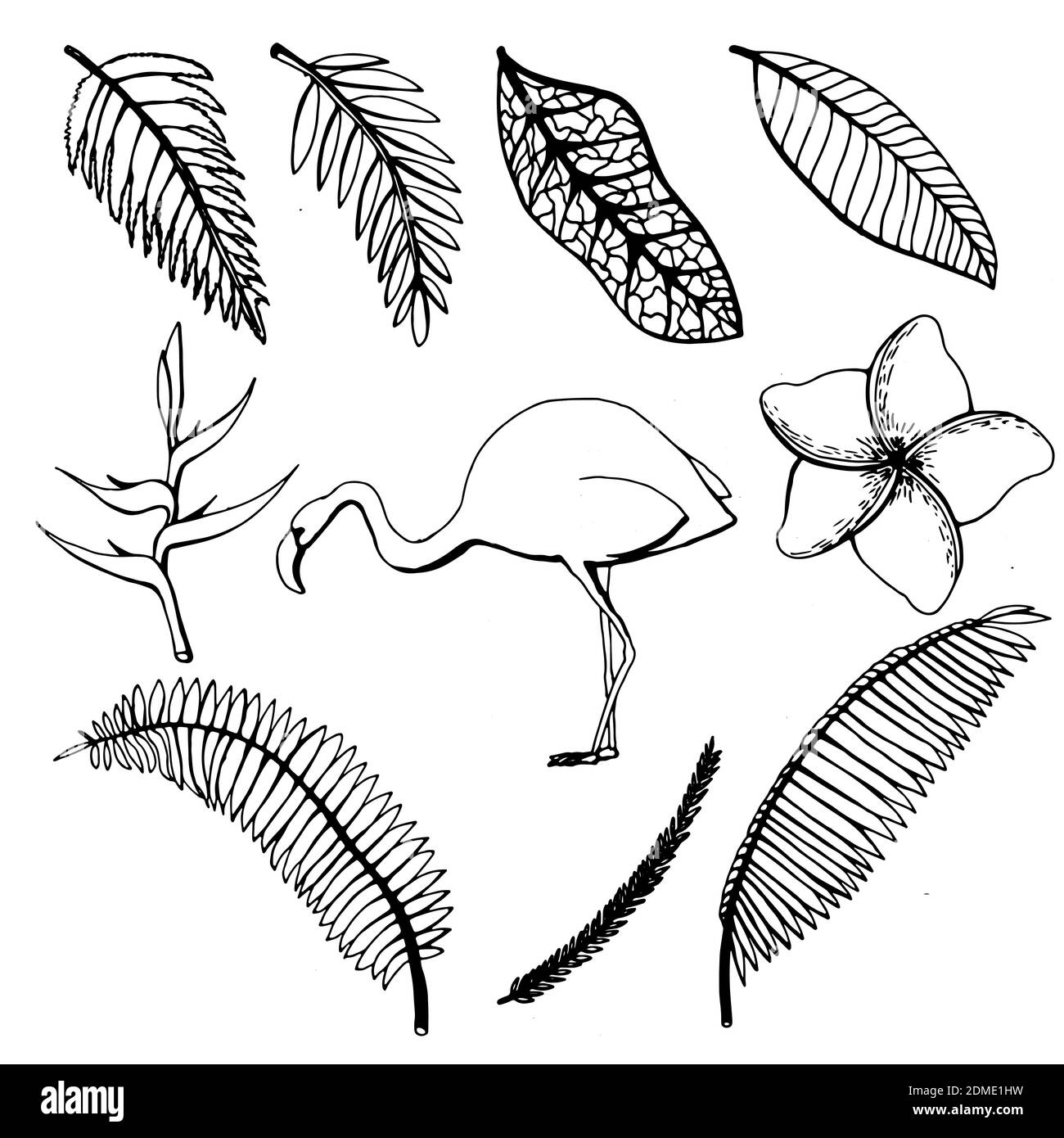 Dessin à la main de feuilles et de fleurs tropicales, flamants sur un fond blanc isolé. Illustration vectorielle Illustration de Vecteur