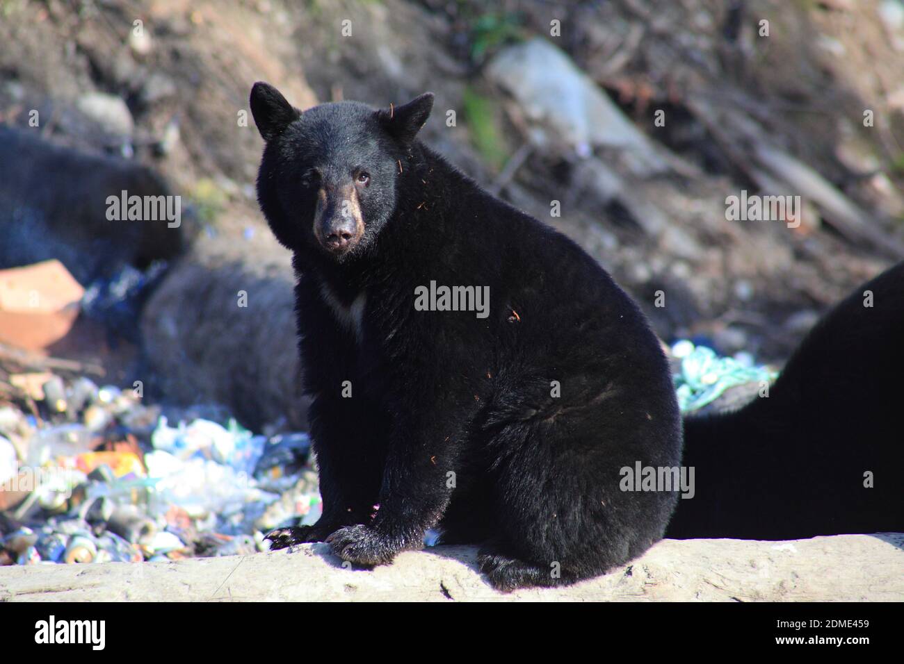 Les ours noirs du village se déversent Banque D'Images