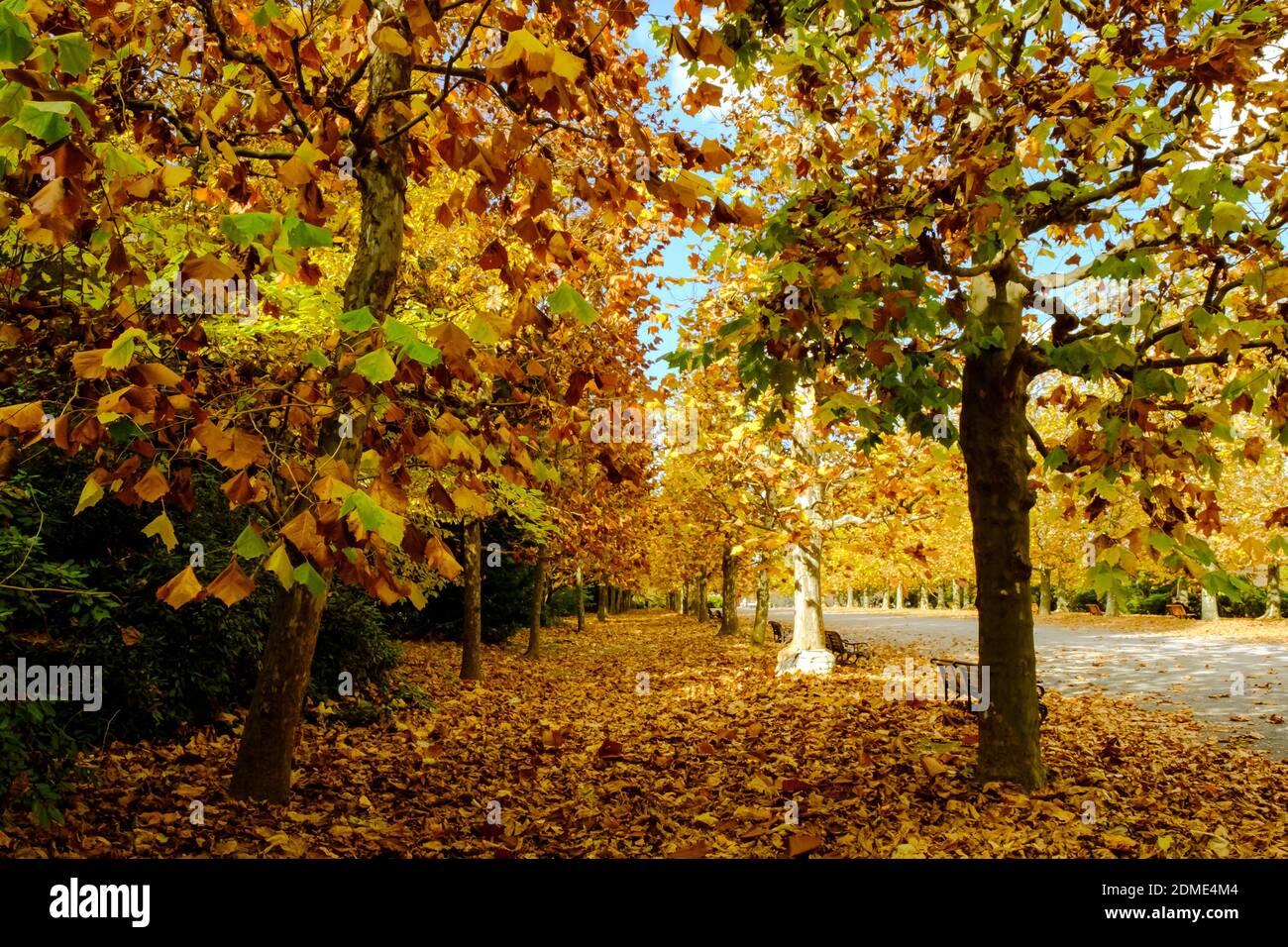 Automne au Japon Banque D'Images
