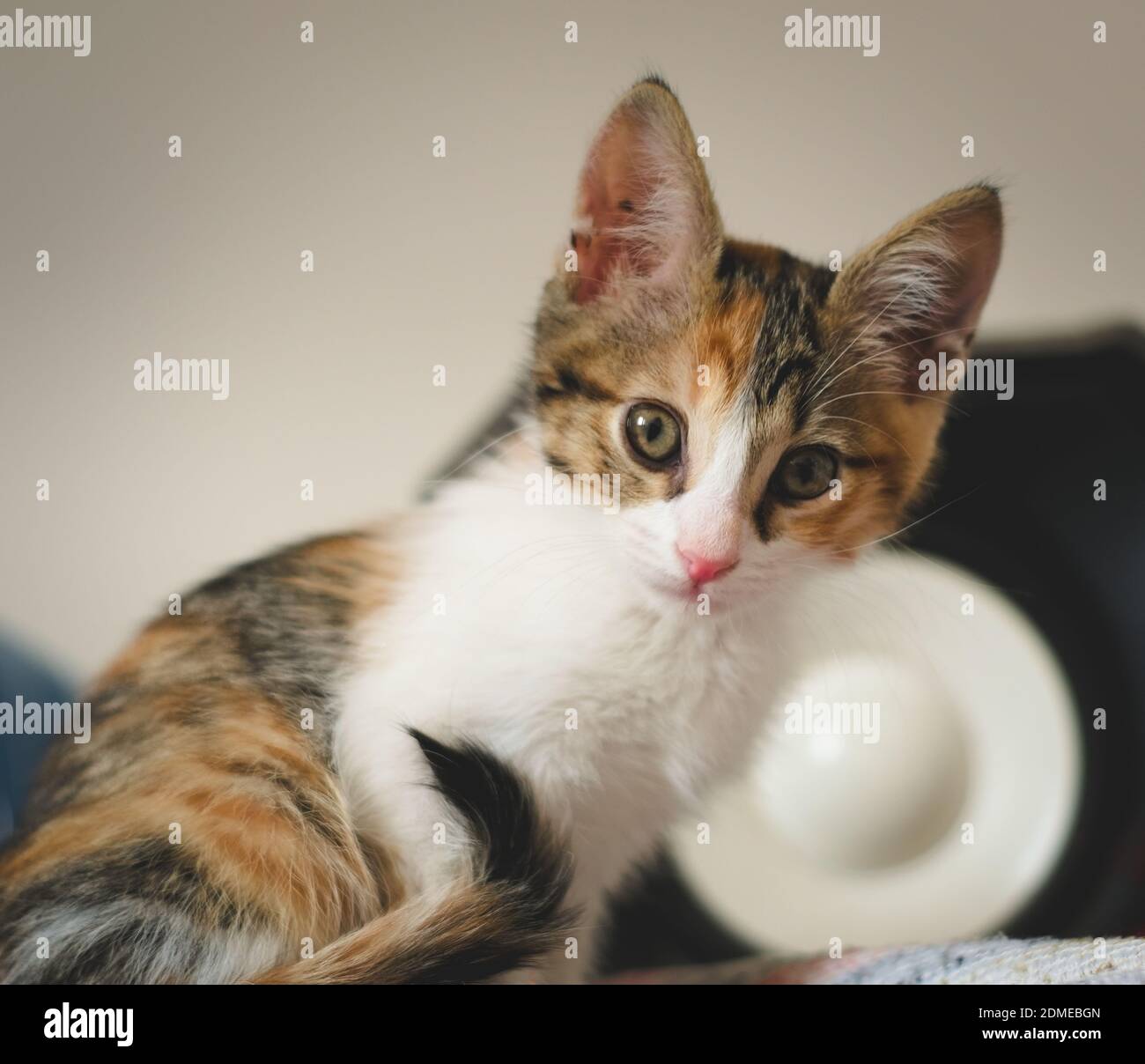 Cute calico tabby kitten staring at the camera. Banque D'Images