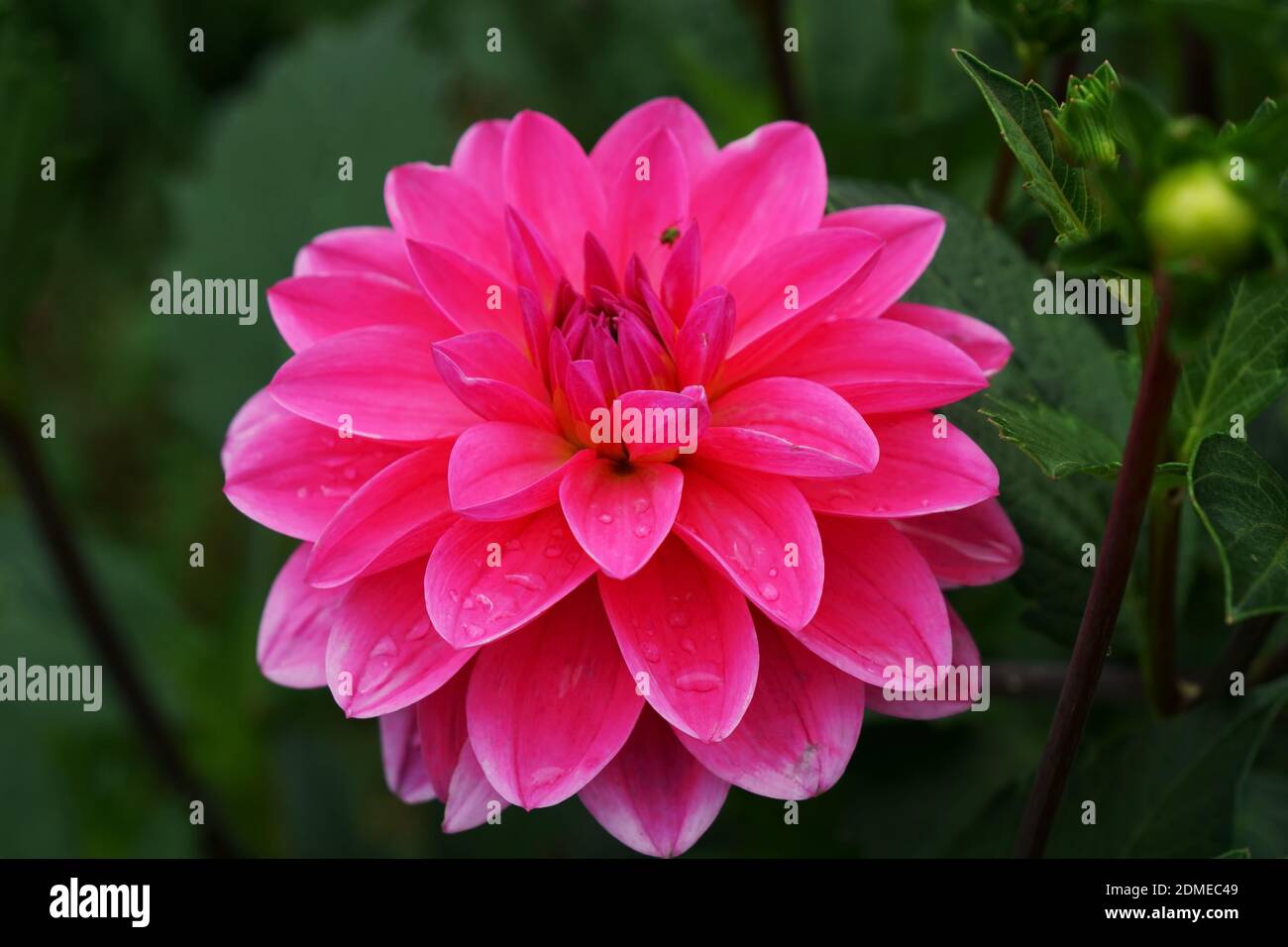 Dahlia Onesta fleur parmi le feuillage vert en été. Banque D'Images