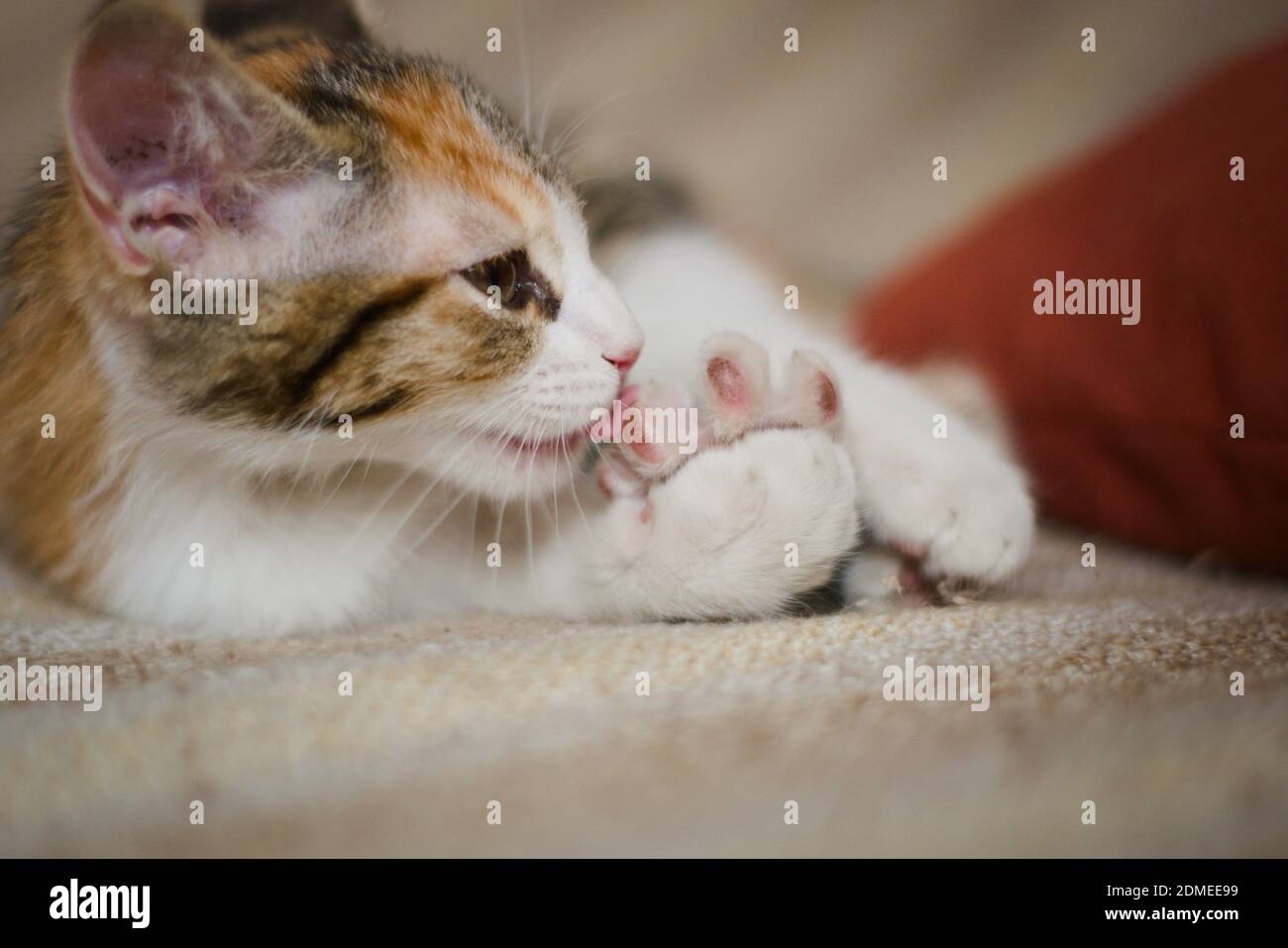 Cute tabby kitten grooming itself. Close up. Banque D'Images