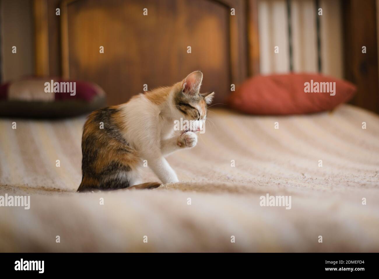 Mignon tabby chatte toilettage lui-même. Banque D'Images