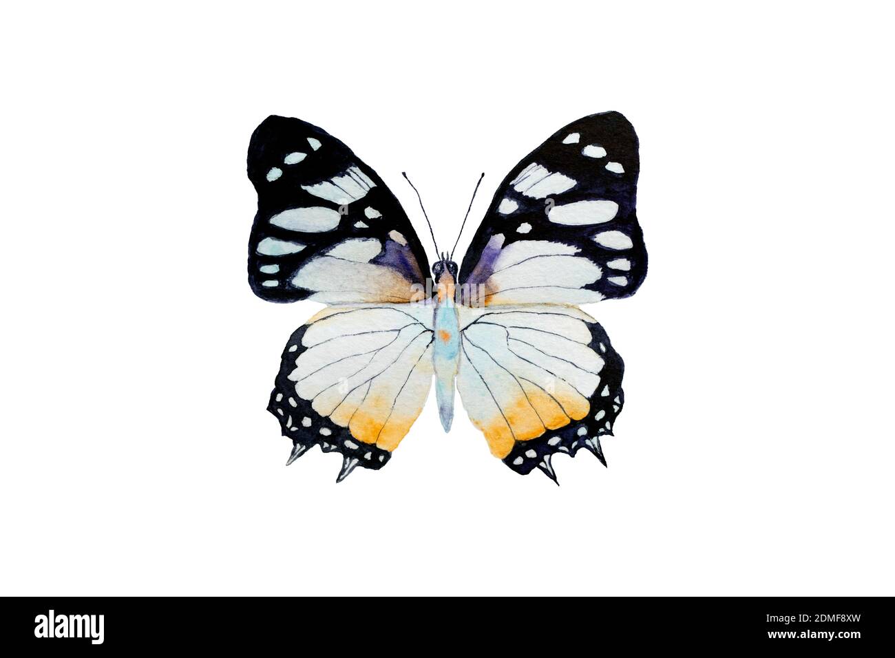 Papillon Papilio machaon à dessin isolé sur fond blanc. Hirondelles d'autrefois Banque D'Images