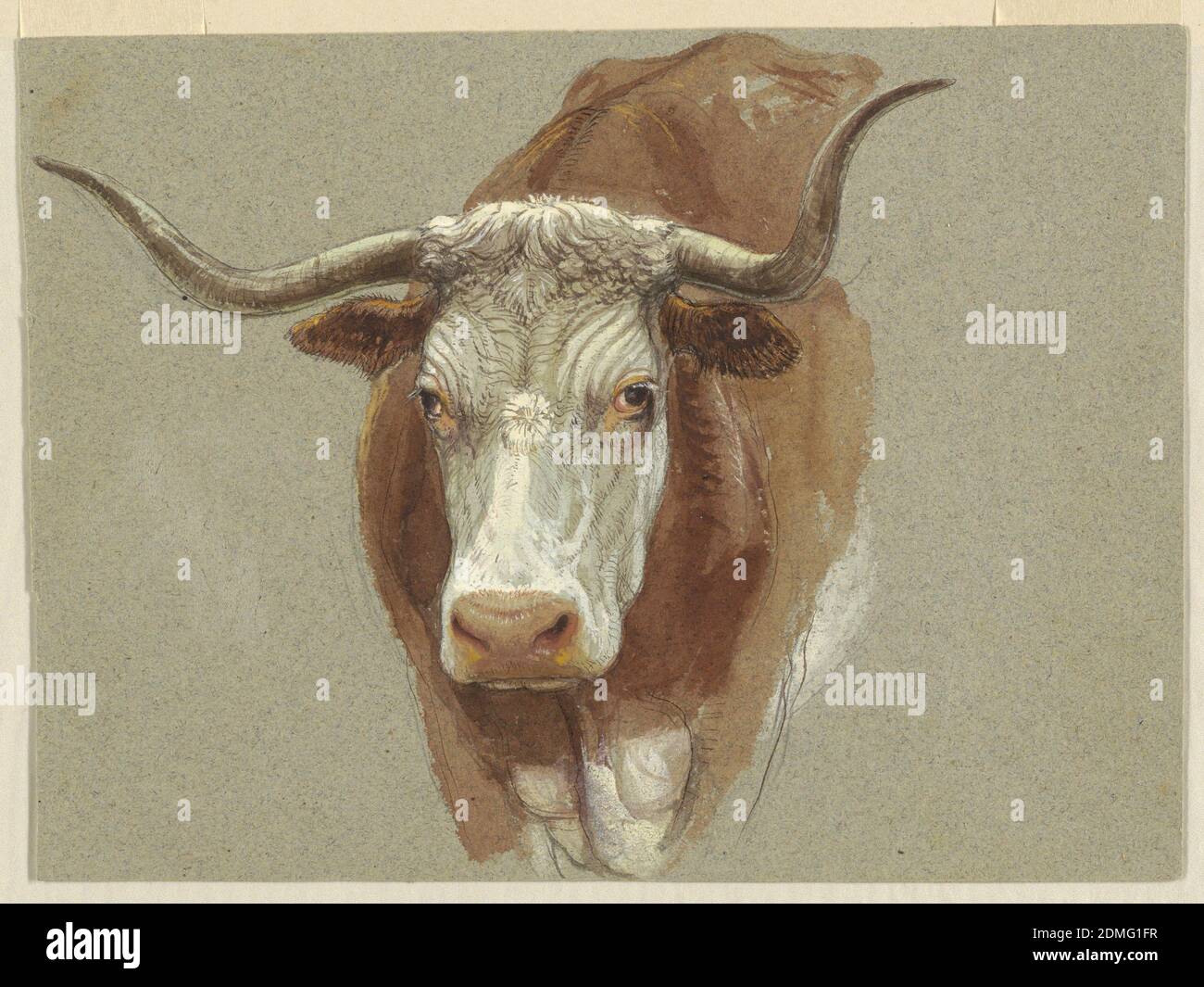 Tête d'une vache ou d'un Ox, Samuel Colman, américain, 1832–1920, pinceau et aquarelle, gouache blanc, stylo et encre, graphite sur papier gris rugueux, tête d'une vache ou d'un boeuf légèrement représenté d'en haut avec partie supérieure réduite du corps. Verso: En graphite, légère esquisse d'un verre décoré, entouré de lignes géométriques., USA, 1871, animaux, dessin Banque D'Images
