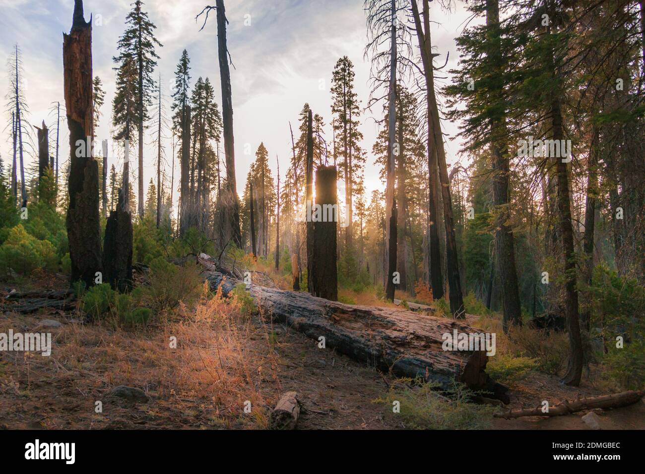 Les rayons du soleil filtrent à travers les arbres et une bûche tombée parmi Séquoia Banque D'Images