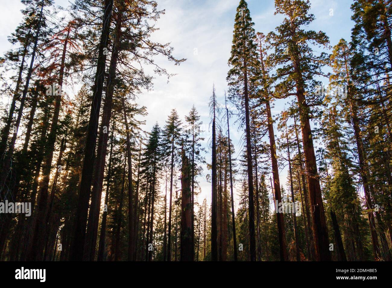 Grand séquoia Redwoods dans Mariposa Grove avec soleil en fin d'après-midi piquer à travers Banque D'Images