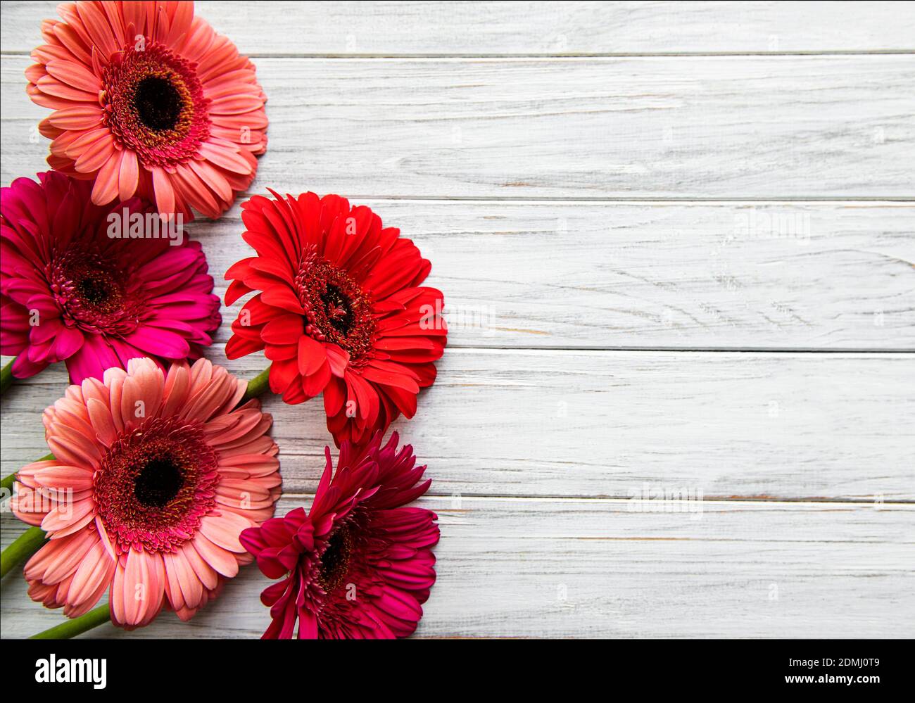 Gerbera lumineux fleurit sur un fond en bois blanc. Cadre de fleurs, vue de dessus Banque D'Images