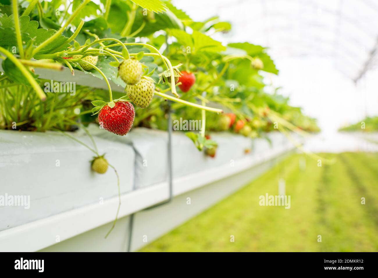 Villy-le-Marechal (centre-nord de la France) : fraises cultivées dans une culture sans soillis sous serre Banque D'Images