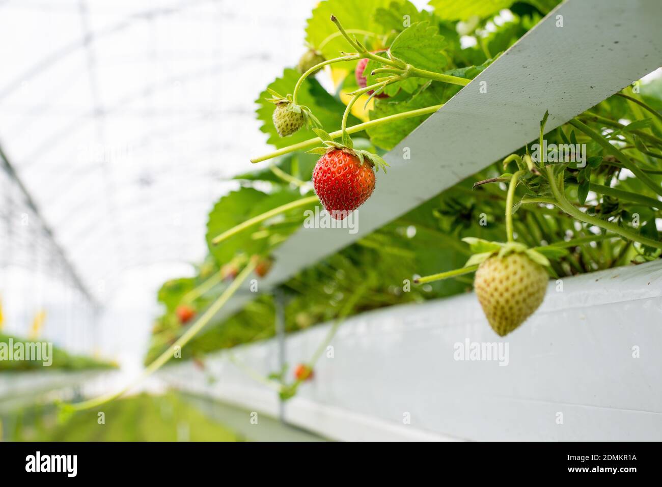 Villy-le-Marechal (centre-nord de la France) : fraises cultivées dans une culture sans soillis sous serre Banque D'Images