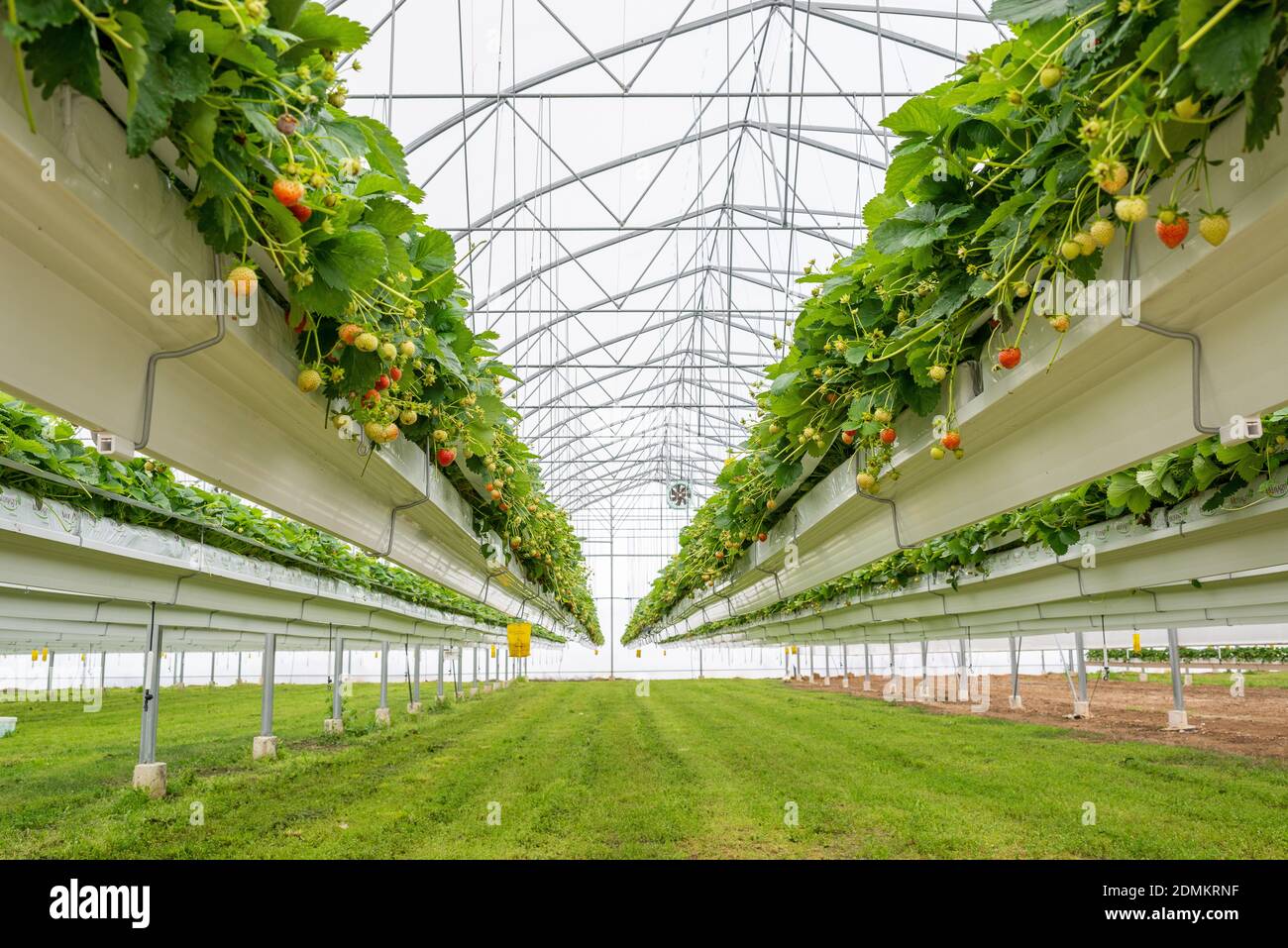 Villy-le-Marechal (centre-nord de la France) : fraises cultivées dans une culture sans soillis sous serre Banque D'Images