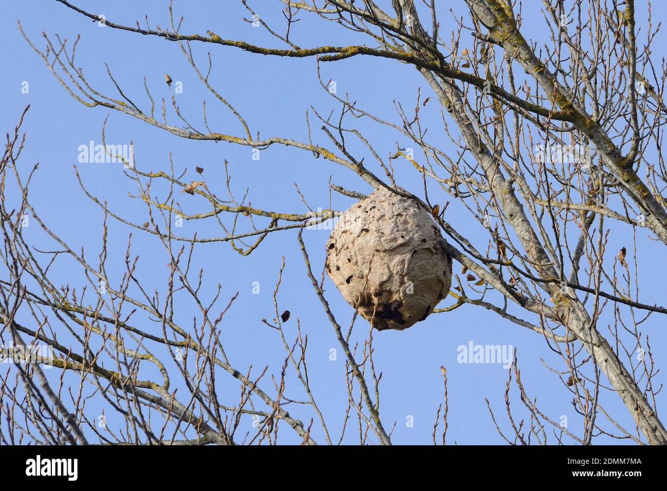 Nid de frelons asiatiques dans un arbre Photo Stock Alamy — free download