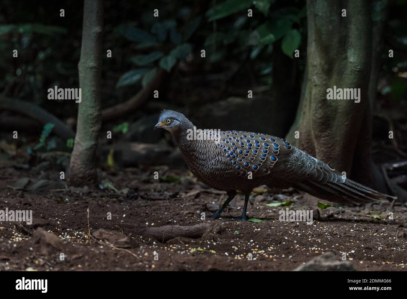 Peacock-Pheasant gris, oiseaux de Thaïlande Banque D'Images