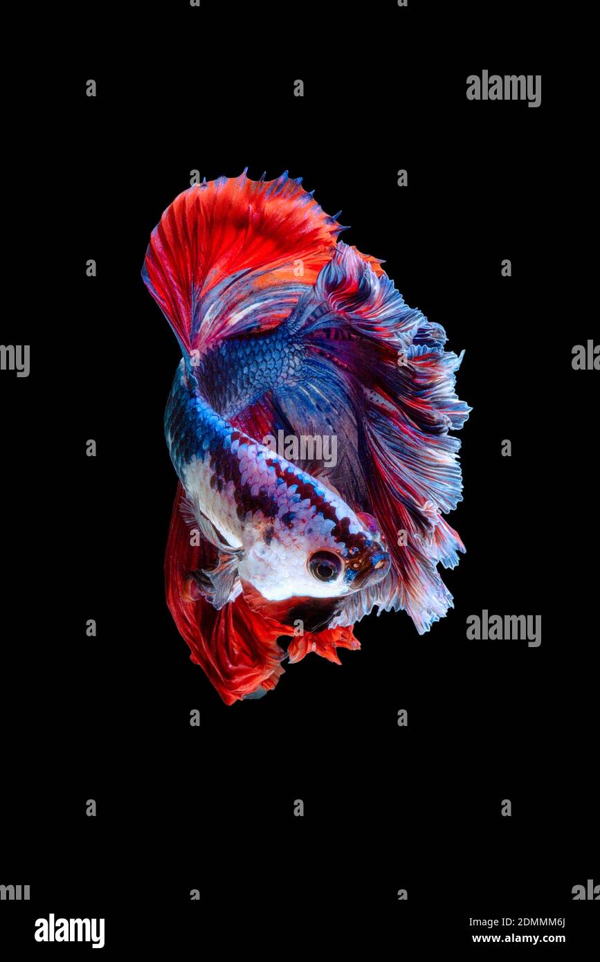 Close up art movement de Betta poisson ou poissons de combat siamois isolé sur fond noir Banque D'Images
