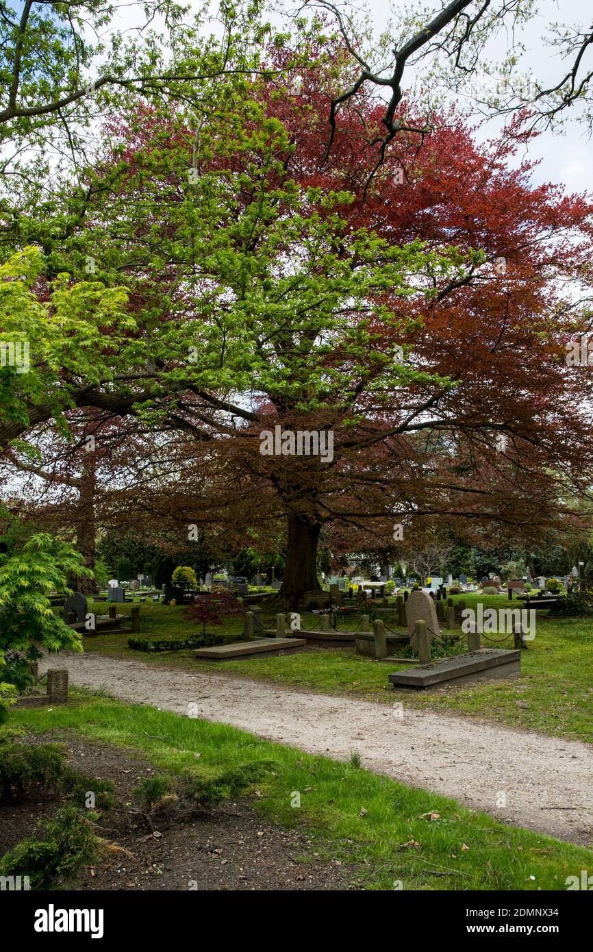 Fagus sylvatica 'Atropurpurea' sur un cimetière Banque D'Images