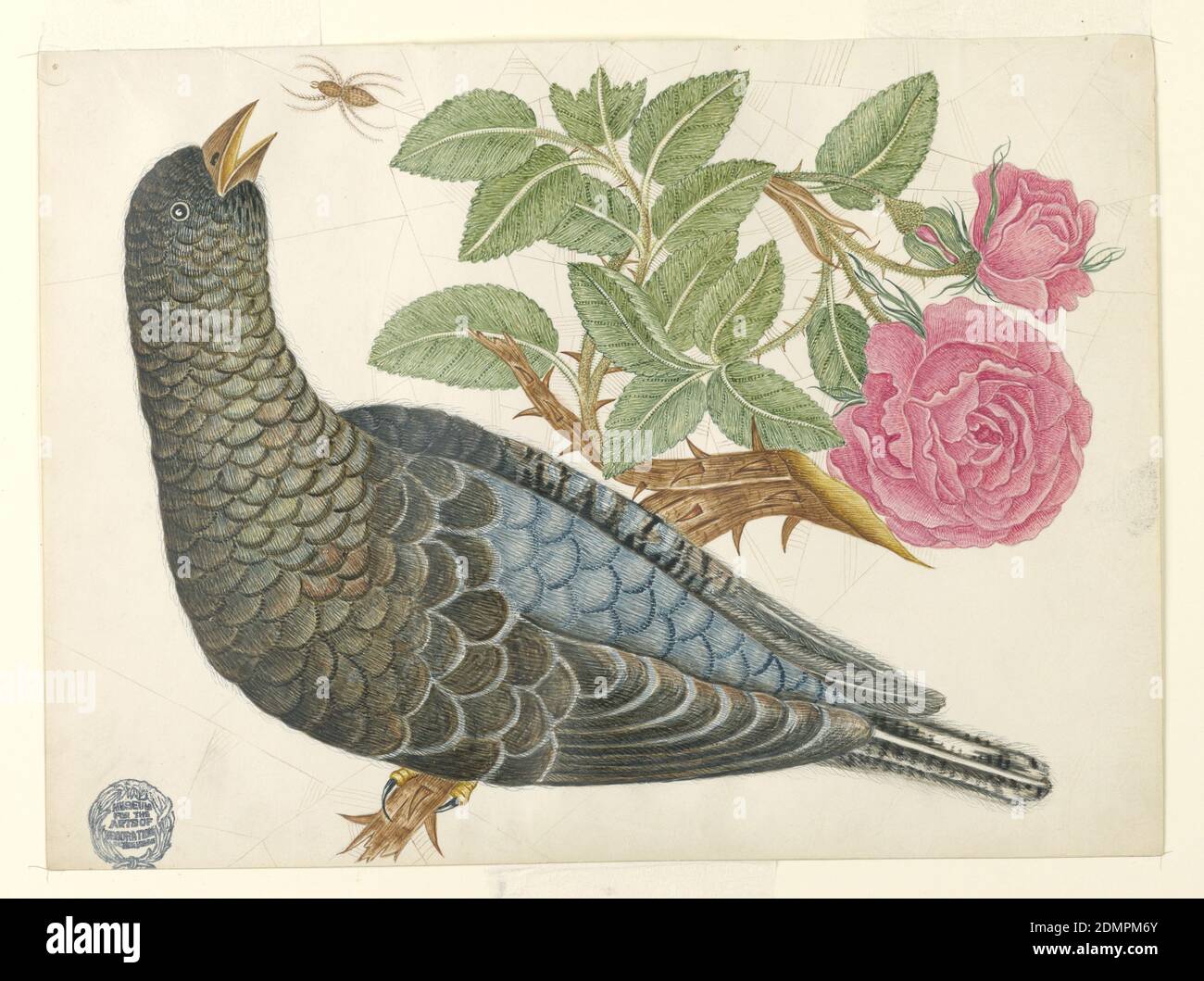 Oiseau bleu-noir sur branche de rose avec araignée, stylo et encre, graphite sur papier vélin enduit, oiseau bleu-noir sur branche de rose avec araignée, env. 1800–1830, mise en plan Banque D'Images