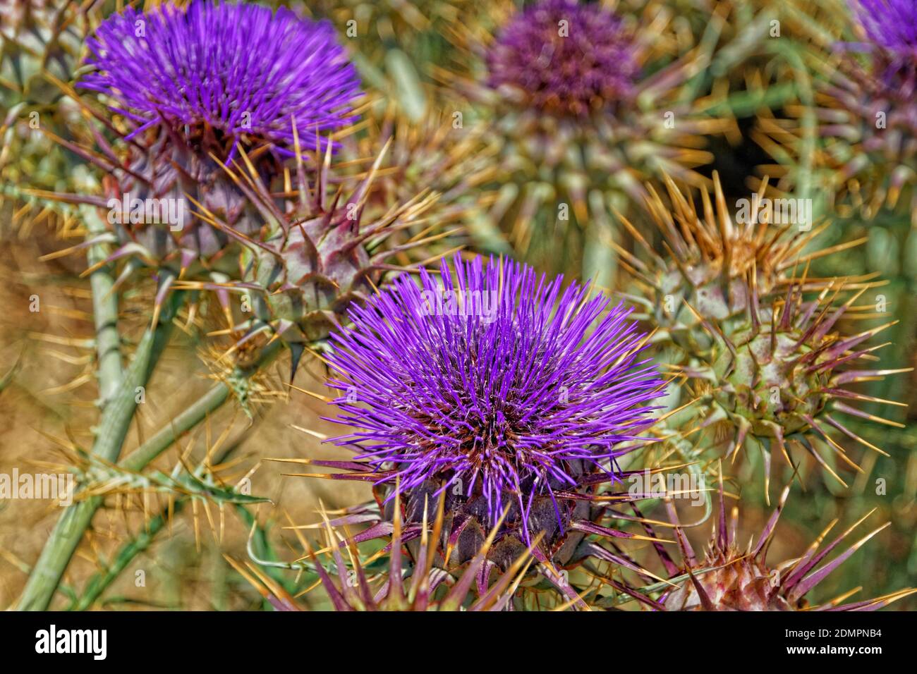 Fleurs de chardon. Banque D'Images