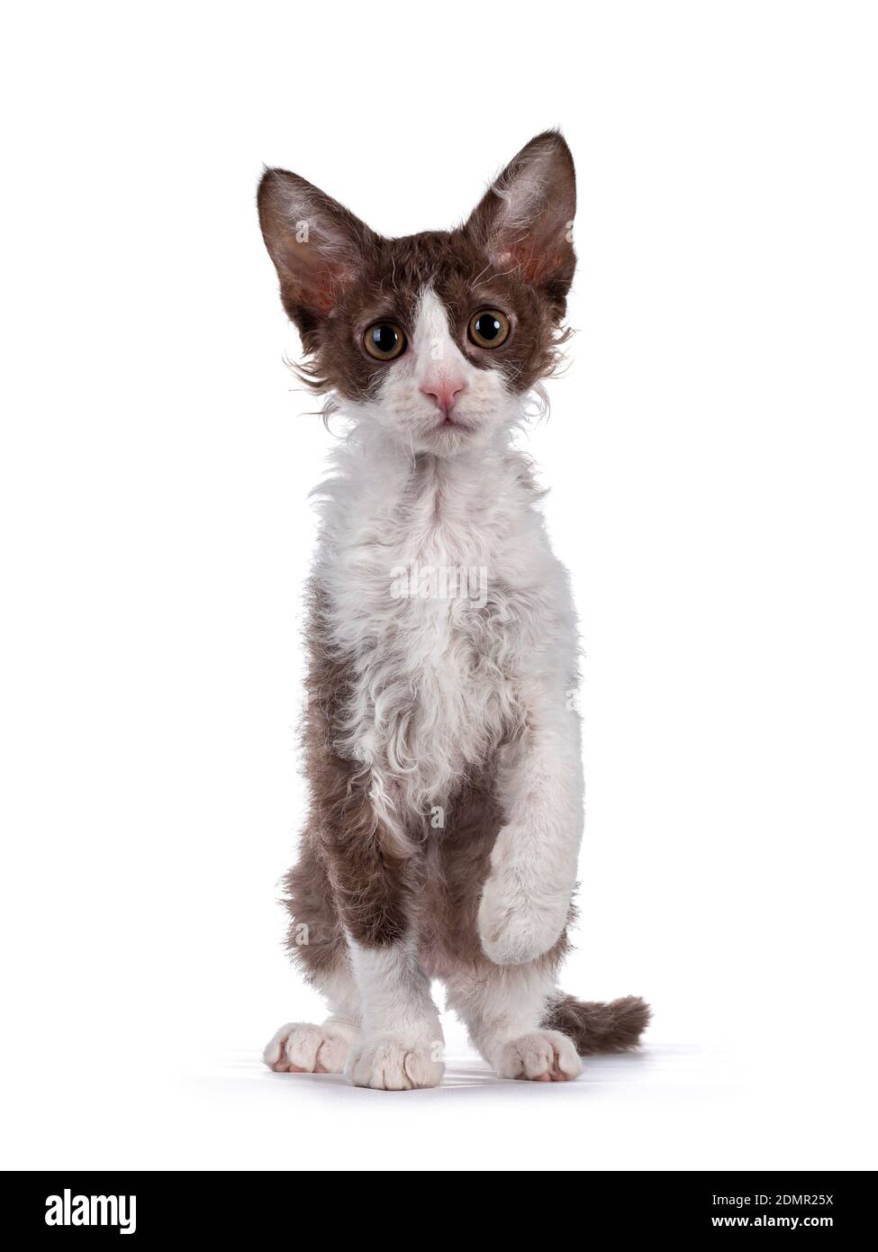 Cute brown with white LaPerm cat kitten, standing facing front with one paw playful in air. Looking straight to camera with orange eyes. Isolated on w Banque D'Images