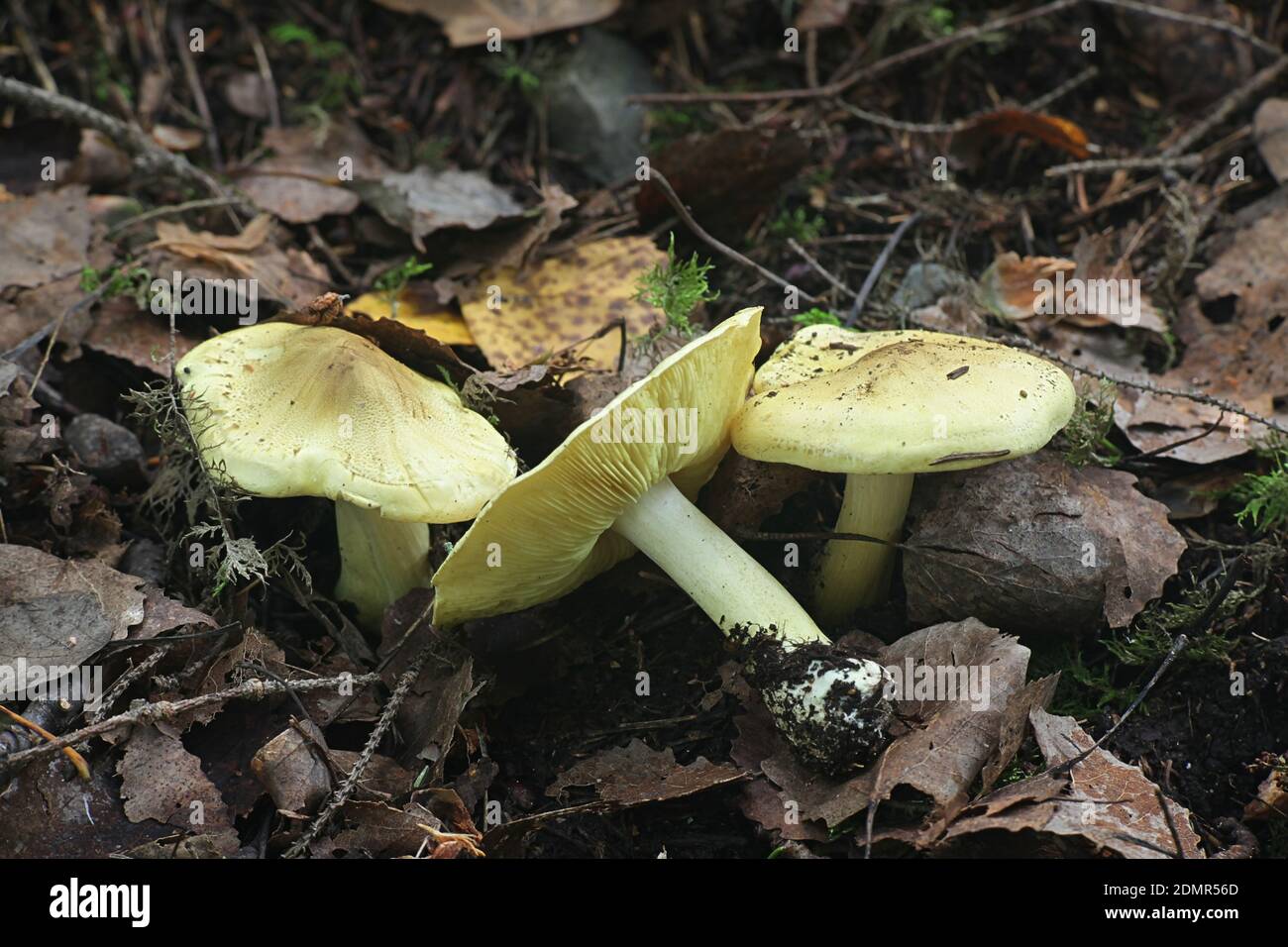 Frondosae Tricholoma populinum (Tricholoma equestre var.), connu comme homme à cheval ou chevalier jaune, les champignons de la Finlande Banque D'Images