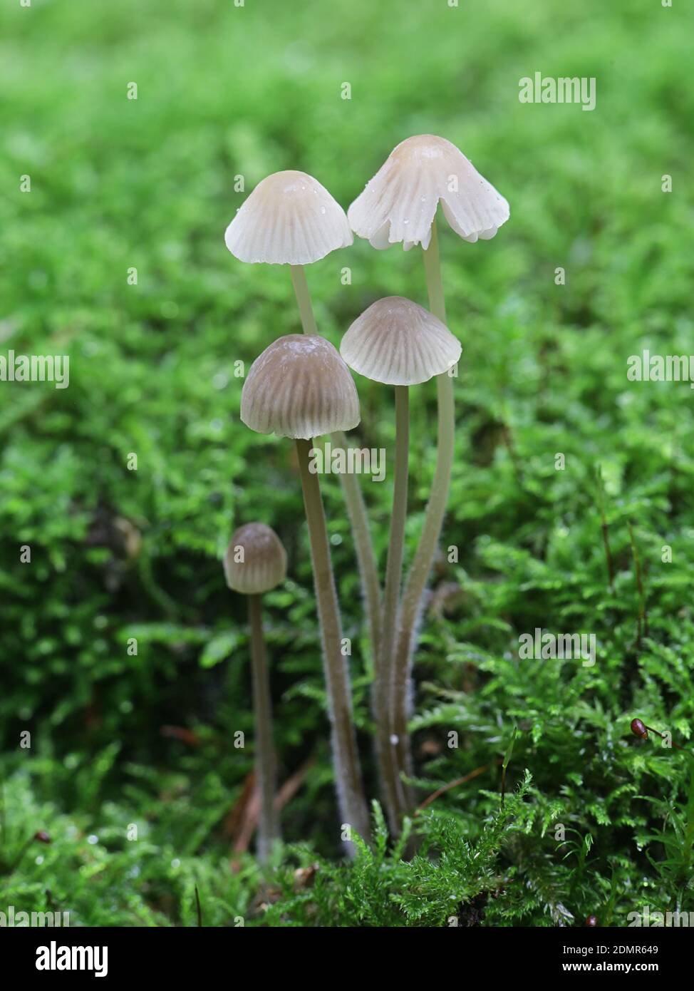 Mycena leptocephala, known as the nitrous bonnet, wild mushroom from  Finland Photo Stock - Alamy