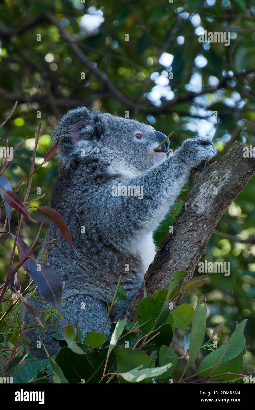 Sedentaire Banque D Image Et Photos Alamy