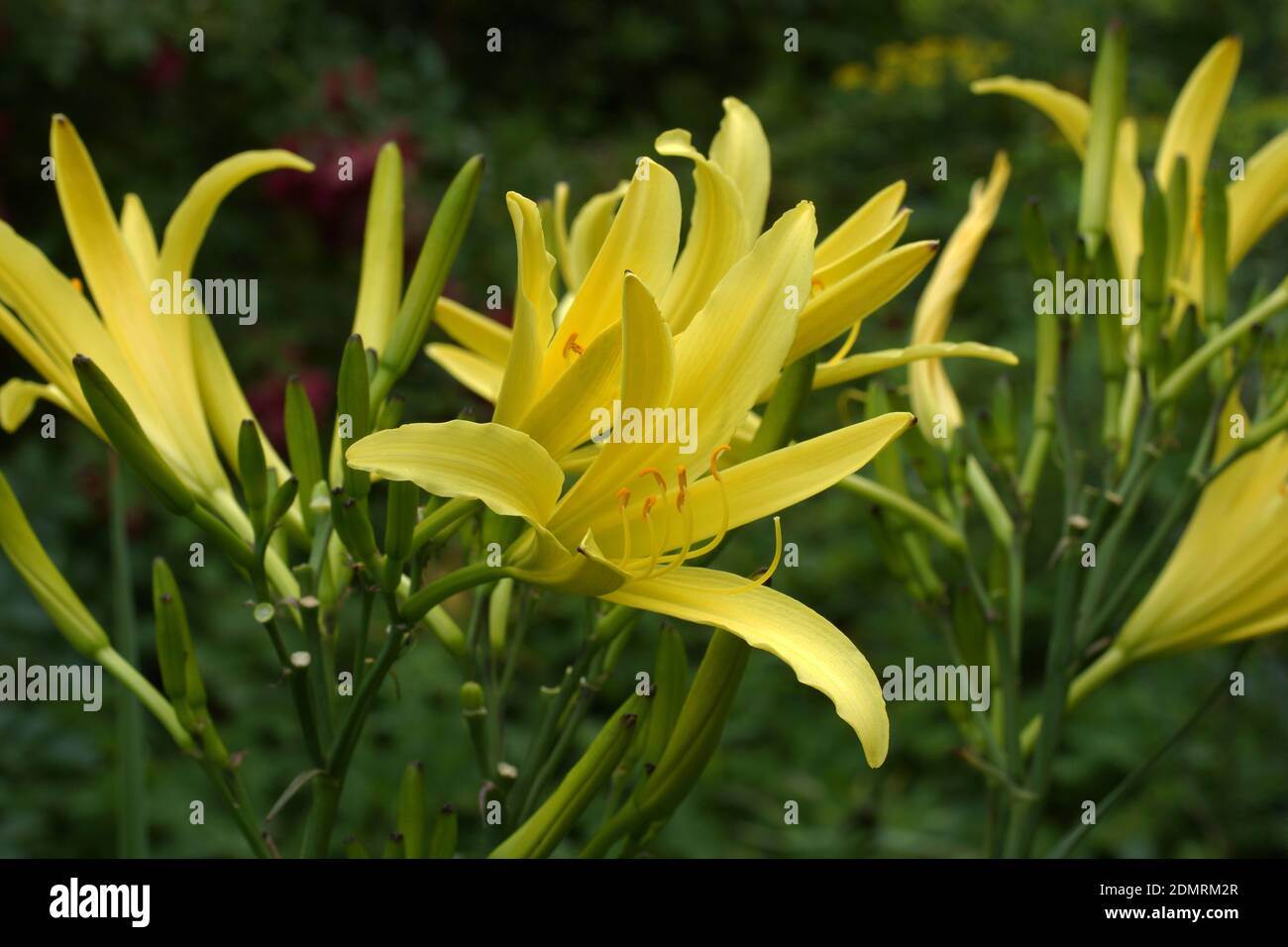 L'Hemerocallis citrina, noms communs citron daylily et long jaune daylily, est une espèce de plante herbacée vivace dans la famille des Ashodelaceae. Banque D'Images